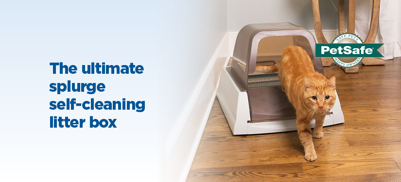 smart and final cat litter