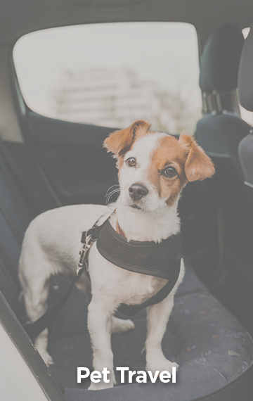Pet Travel