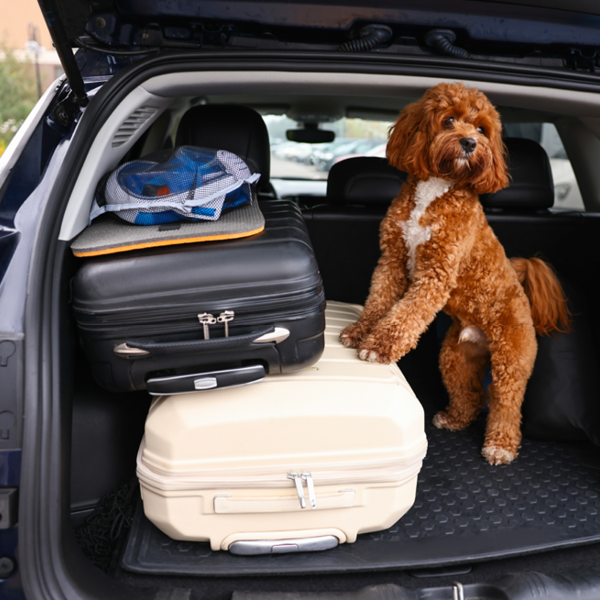 Pet Travel