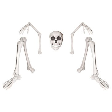HKS Lifesize Ground Breaking Skeleton_gr