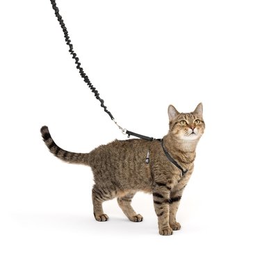 Petsafe Come With Me Kitty Harness and Bungee Lead