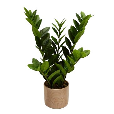 Elements Plants 22-Inch Artificial Zz Plant