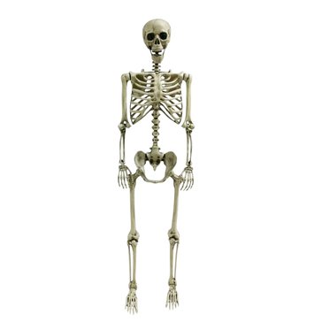 Grey Hanging Skeleton
