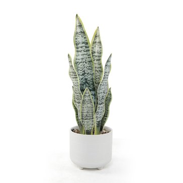 Elements Plants 16-Inch Artificial Snake Plant in Ceramic Pot