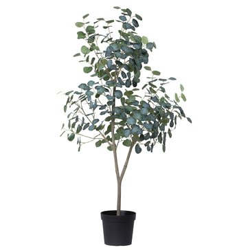 Gerson Eucalyptus Tree in Growers Pot